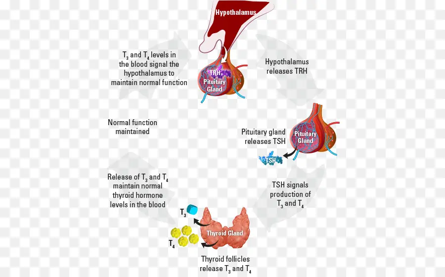 De La Glándula Tiroides，Las Hormonas De La Tiroides PNG