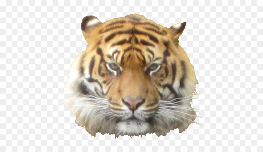 Cara De Tigre，Salvaje PNG