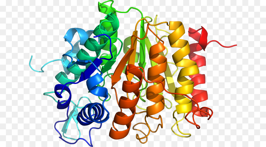 Estructura De La Proteína，Molécula PNG