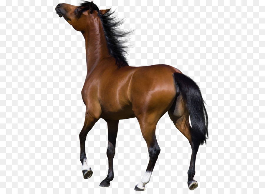 Caballo Negro，Equino PNG