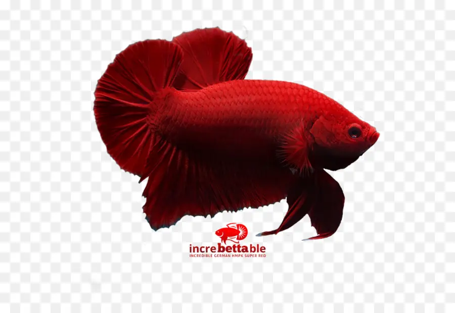 Peces Luchadores Siameses，Rojo PNG