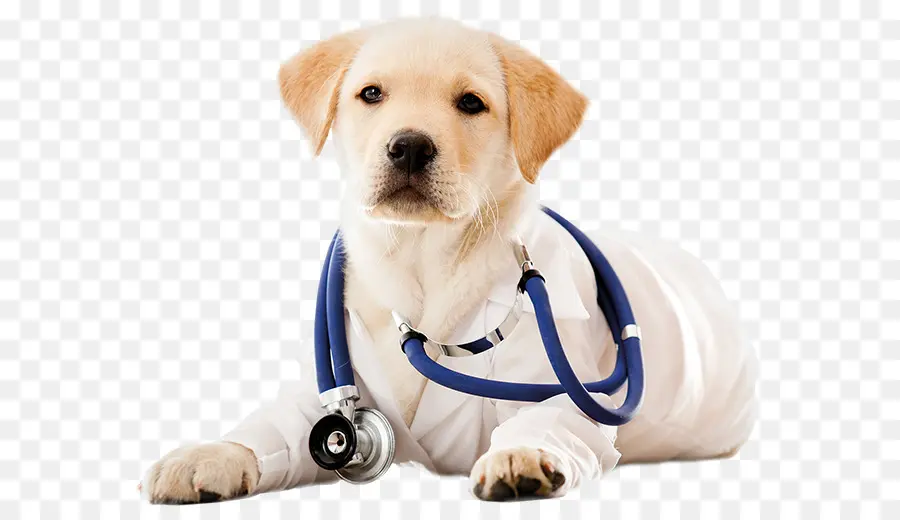 Médico Cachorro，Estetoscopio PNG