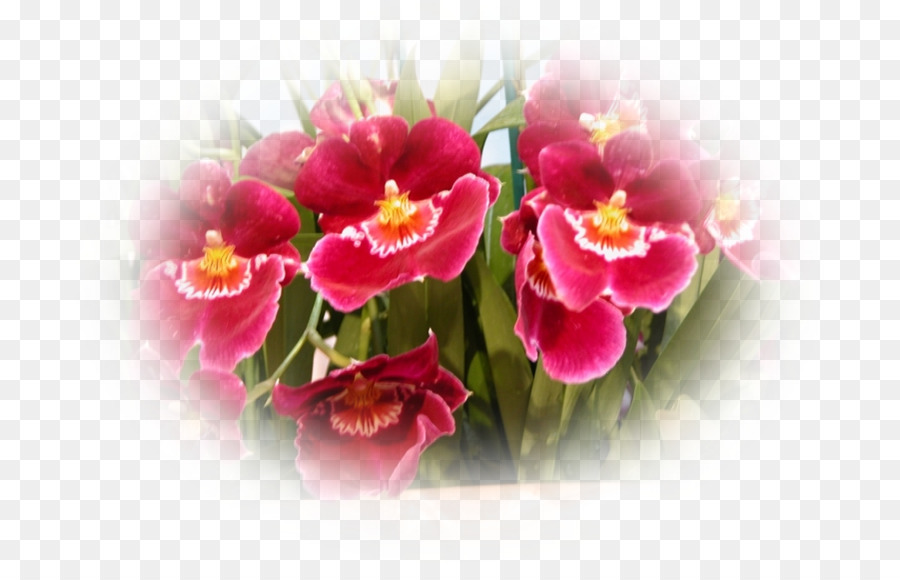 La Polilla De Las Orquídeas，Rosa M PNG