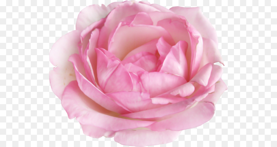 Rosa Rosa，Florecer PNG