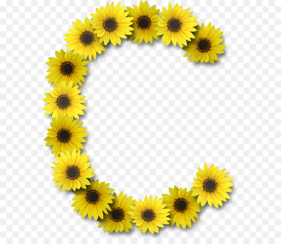 Común De Girasol，Carta PNG