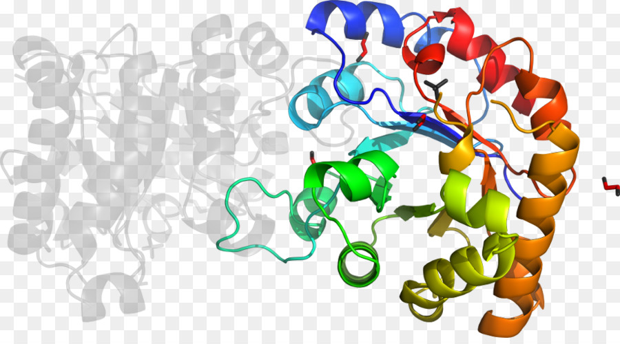 Estructura De La Proteína，Molécula PNG