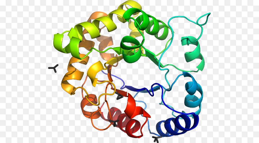 Proteína，Molécula PNG