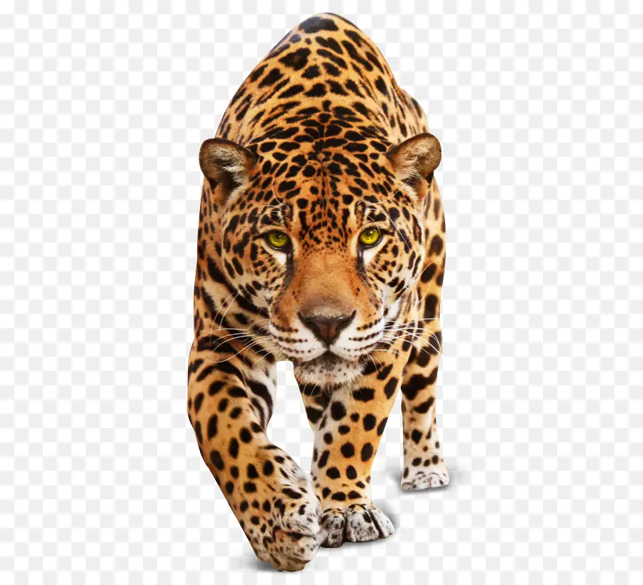 Jaguar，Leopardo PNG