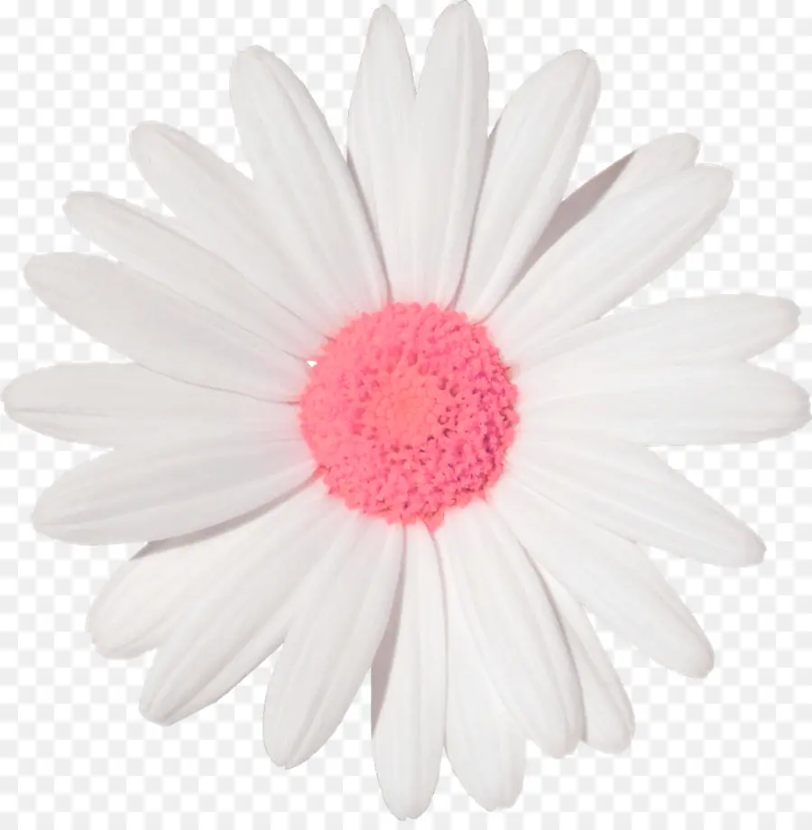 Común Daisy，Pegatina PNG