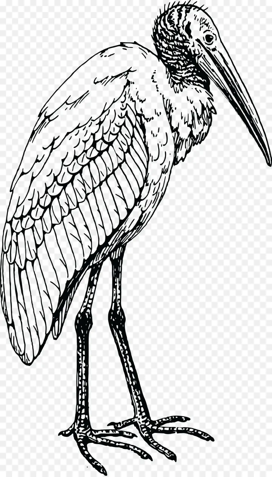 Ibis，Aves PNG