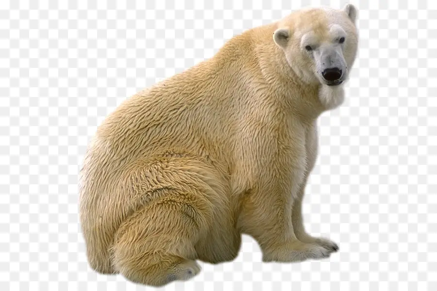 Oso Polar，Blanco PNG