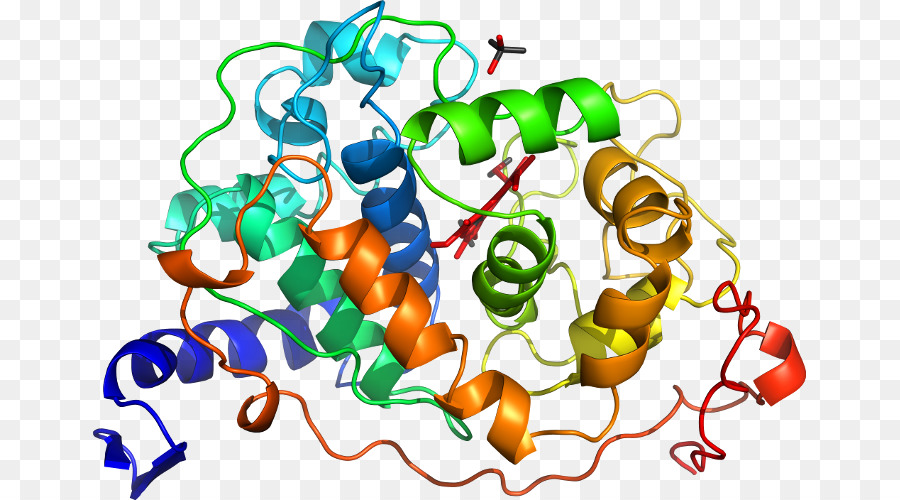 Superfamilia De Proteínas，La Duplicación De Genes PNG