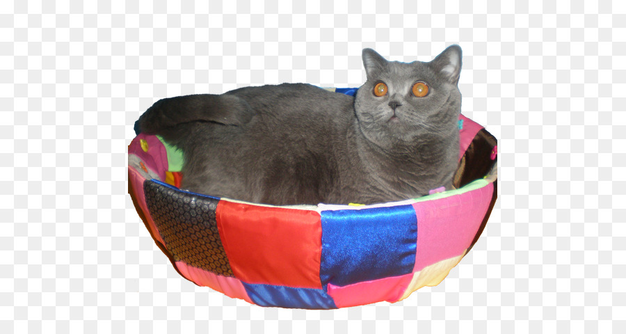 Chartreux，Tlaya Británica PNG