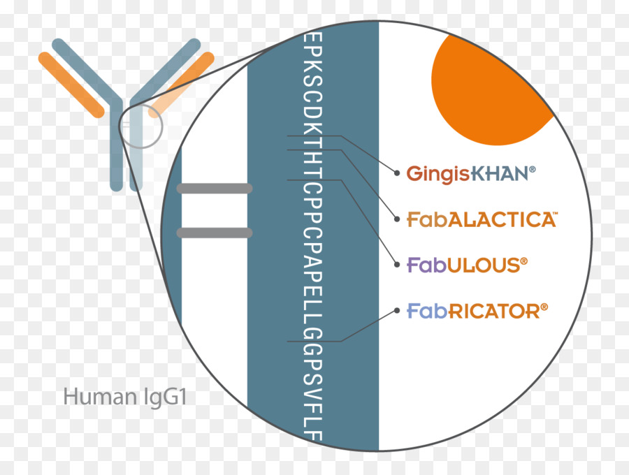 Inmunoglobulina G，Fusionarlo PNG