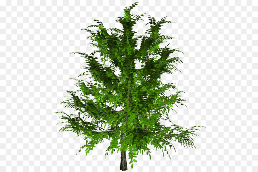 Alerce，árbol PNG