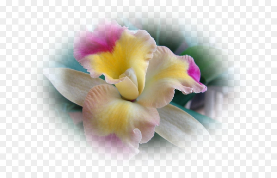 Orquídeas De Polilla，Orquídeas Cattleya PNG