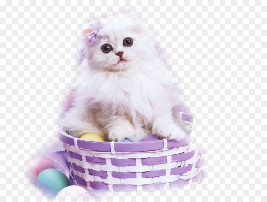 Gatito Blanco，Cesta PNG