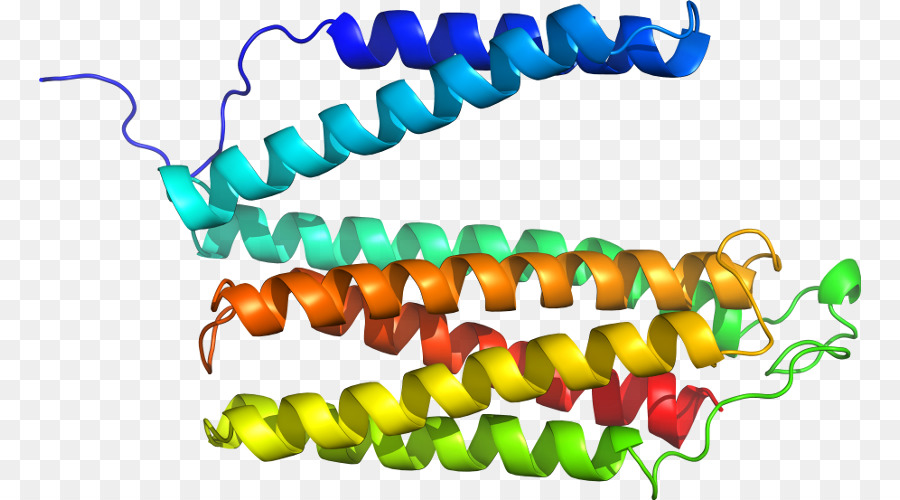 Cordón，El Cuerpo De La Joyería PNG