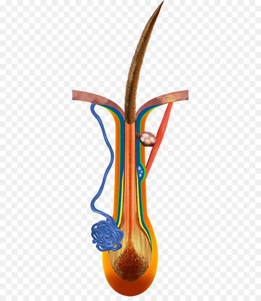 Anatomía，Músculo Erector Del Pelo PNG