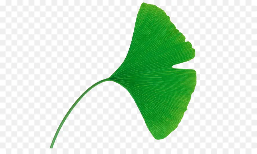 Ginkgo Biloba，Árbol PNG