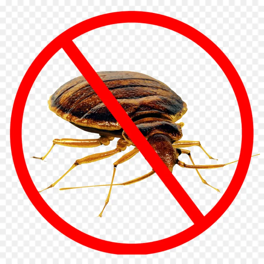Cucaracha，Mosquito PNG