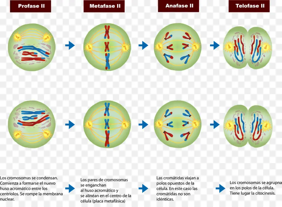 Meiosis，Profase PNG