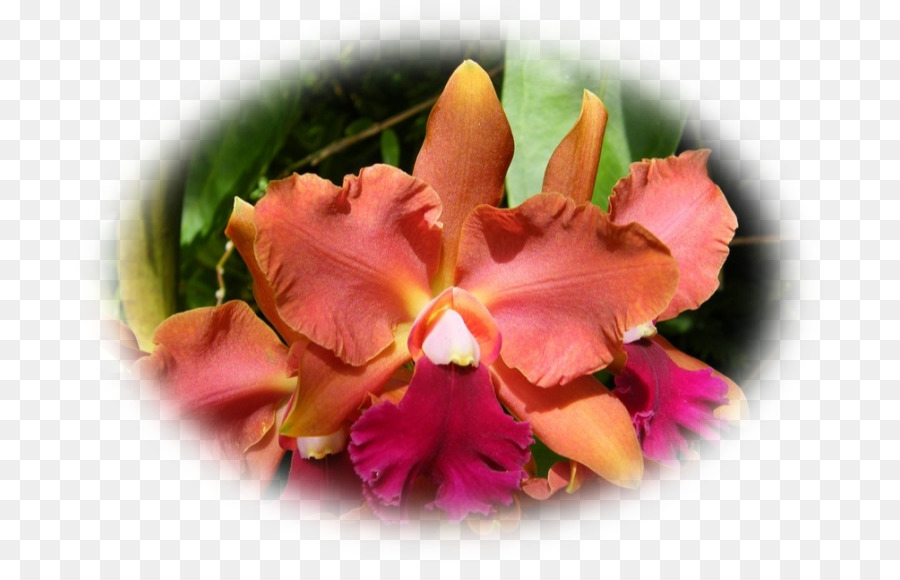 Las Orquídeas Cattleya，La Polilla De Las Orquídeas PNG