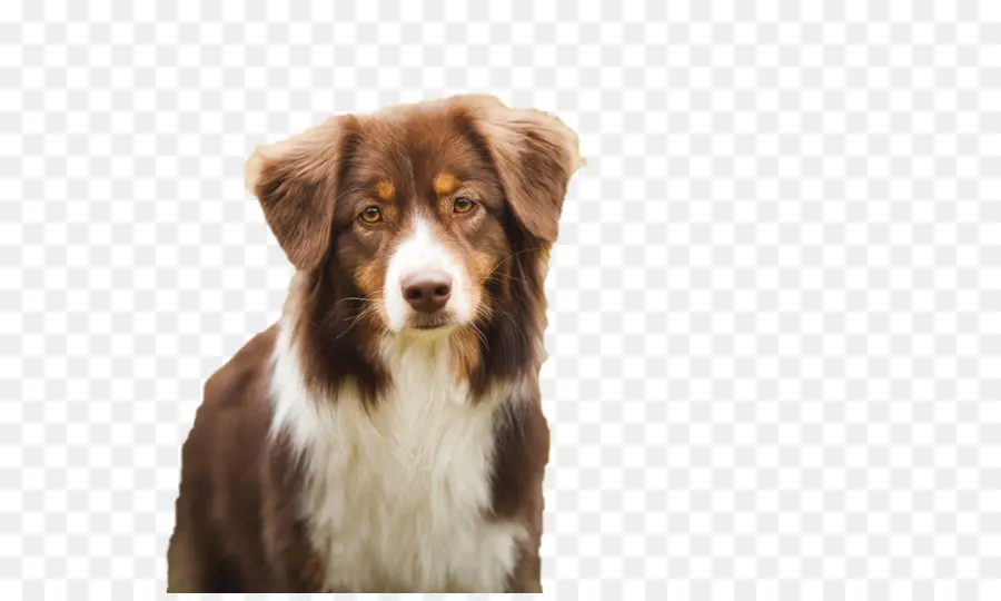 Perro Marrón，Mascota PNG