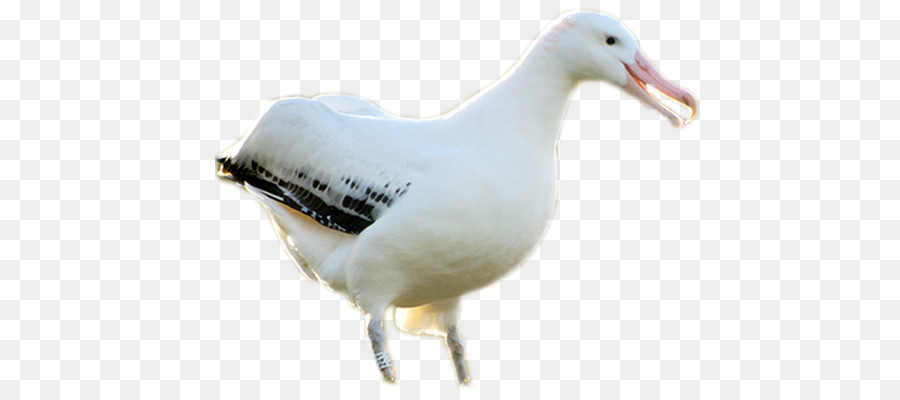 Europea De La Gaviota，Aves PNG