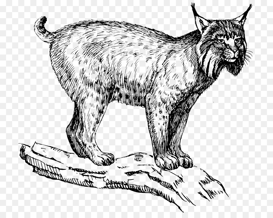 Lince，Gato Salvaje PNG