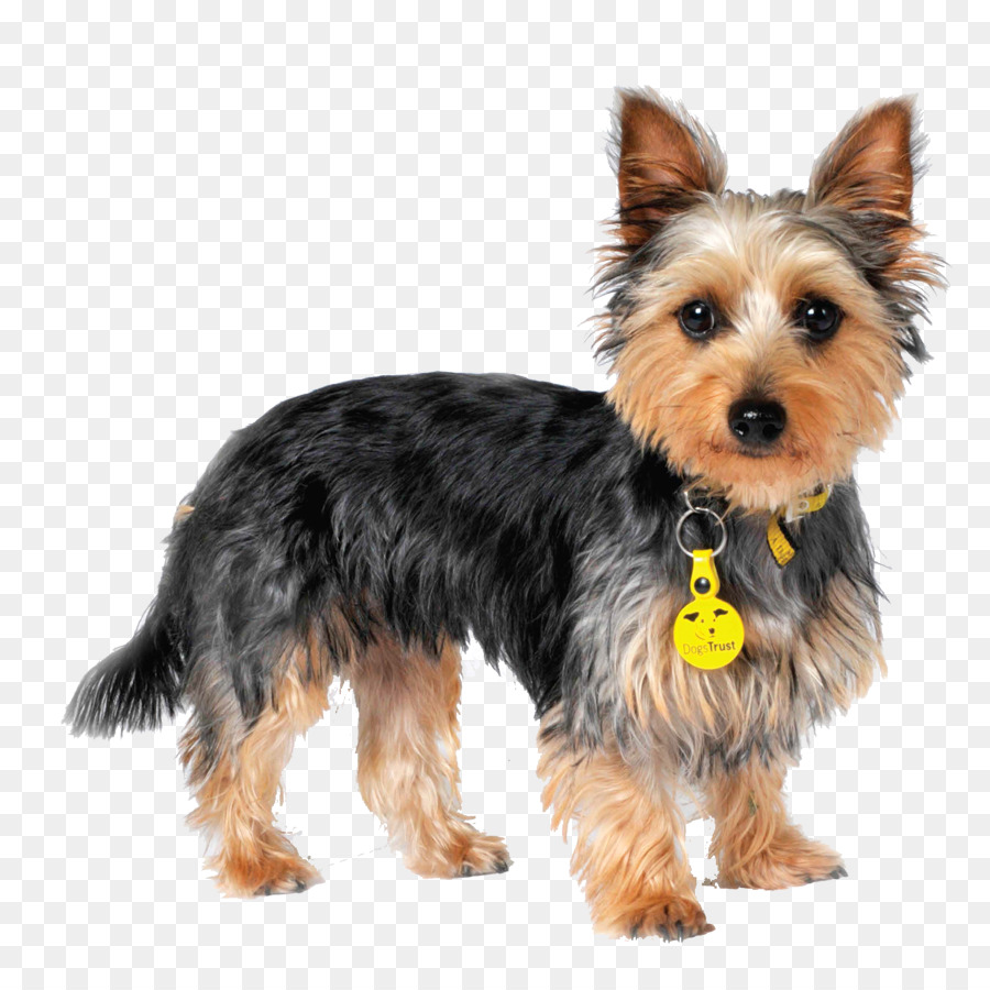 Yorkshire Terrier，Terrier Australiano De Seda PNG