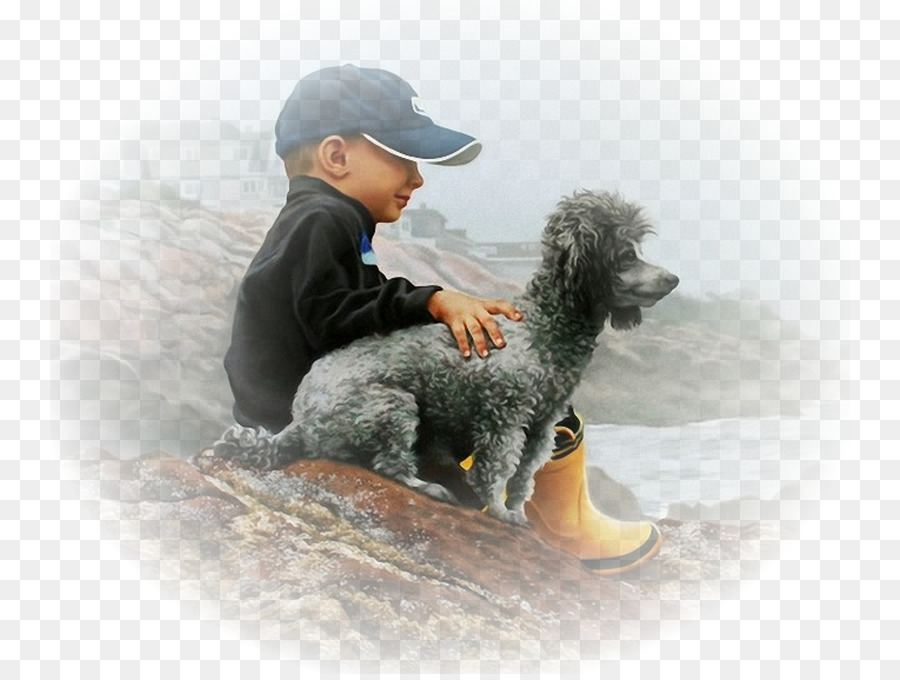 Caniche Estándar，Perro De Agua Español PNG