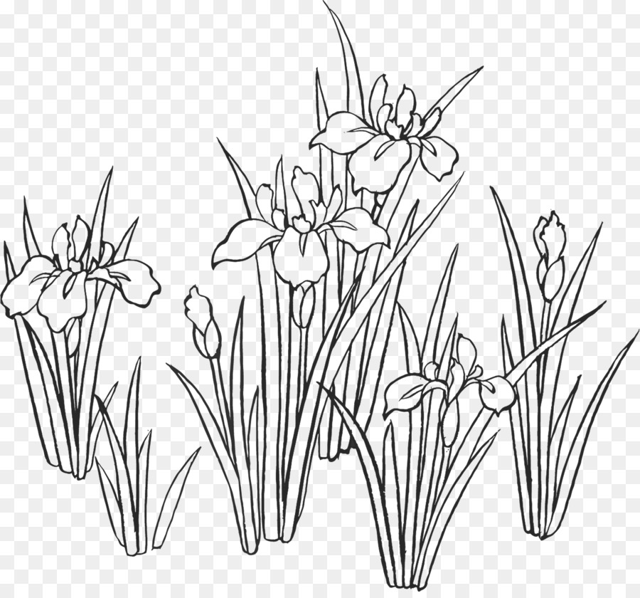 Iris Sanguinea，Dibujo PNG