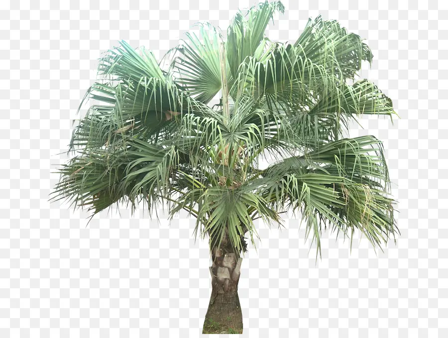 Palmera，Tropical PNG