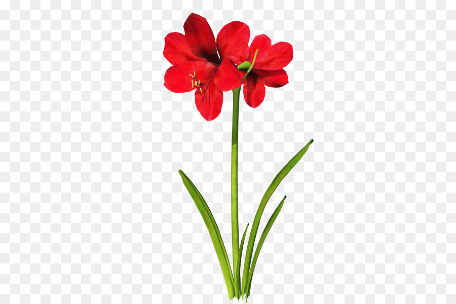Jersey Lily，Descargar PNG