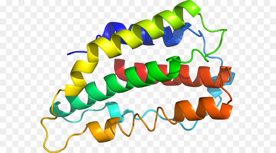 Estructura De La Proteína，Biología PNG