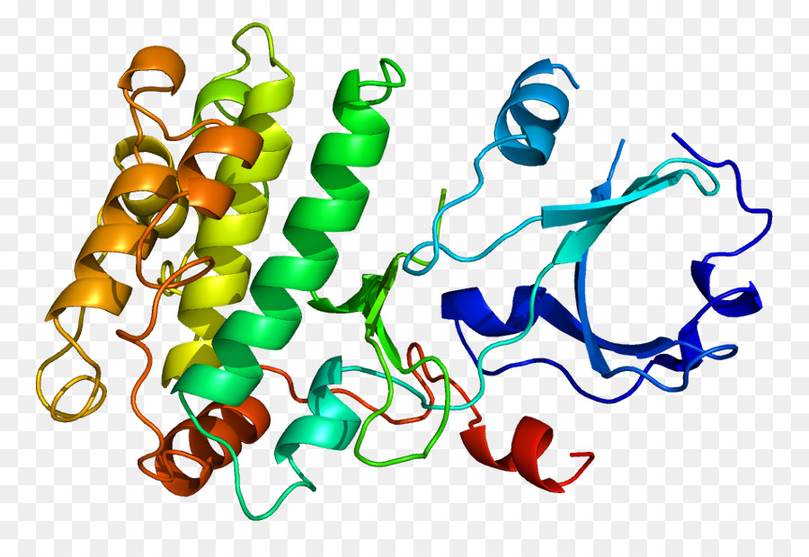 La Calmodulina，Ca2calmodulindependent De La Proteína Quinasa PNG