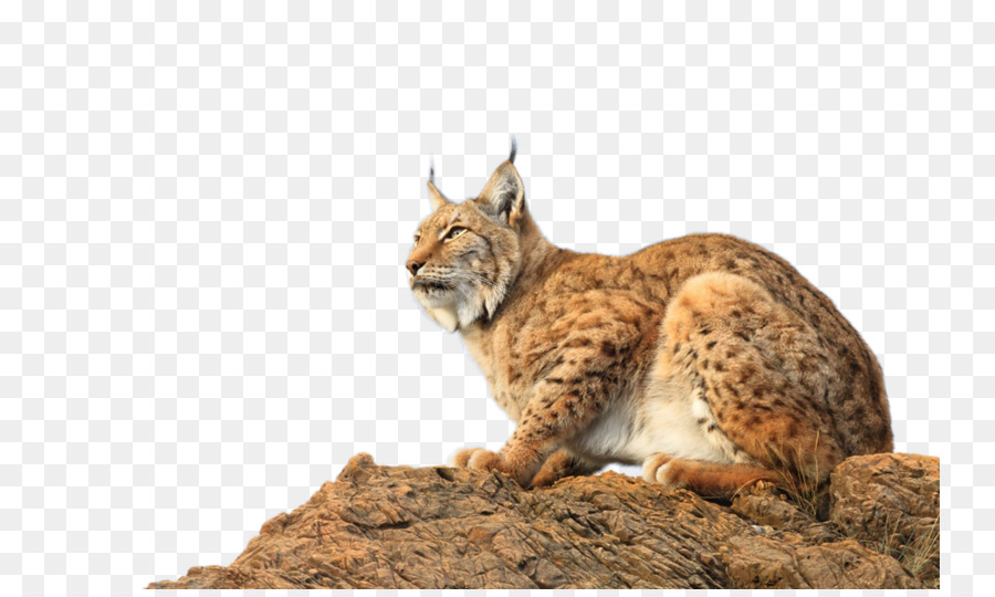 Lince，Yandex PNG