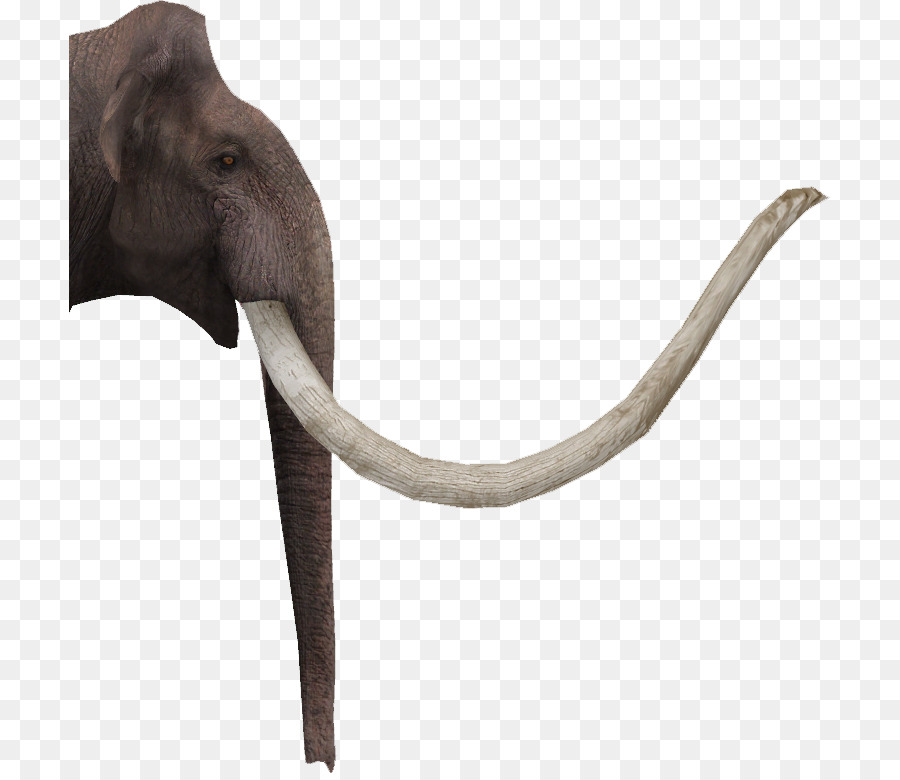 Elefante Indio，El Elefante Africano PNG