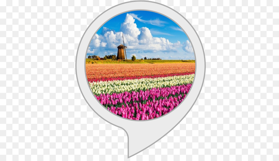 Tulip，Amazoncom PNG