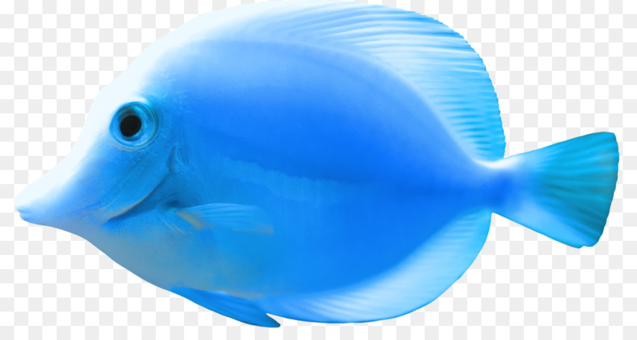 Los Peces，Descargar PNG