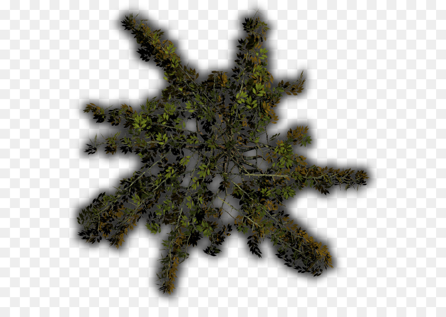 Hoja，Árbol PNG