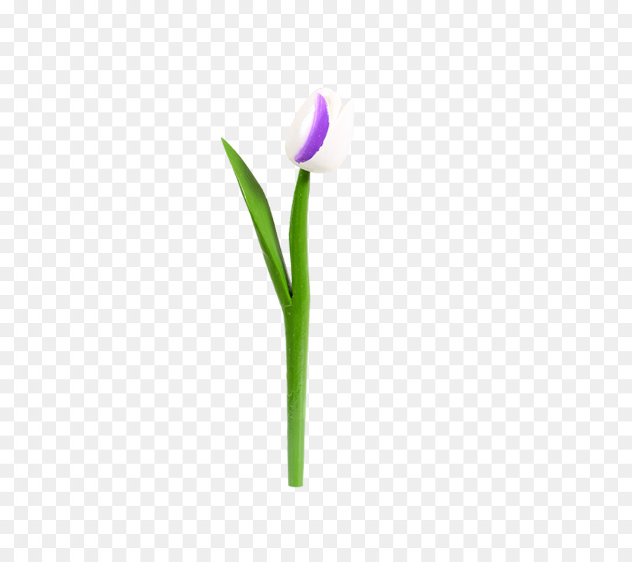 Tulip，Crocus PNG