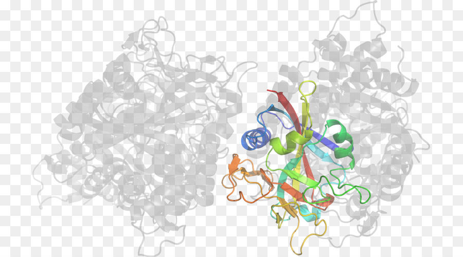 Estructura De La Proteína，Molécula PNG