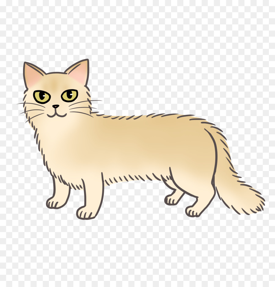 Gato，Felino PNG