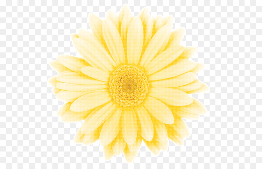 Común Daisy，Crisantemo PNG