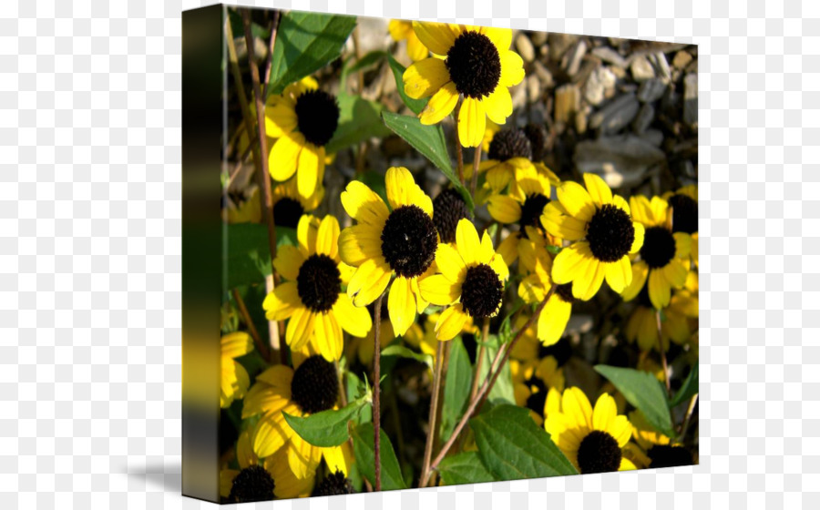 La Semilla De Girasol，Girasol M PNG