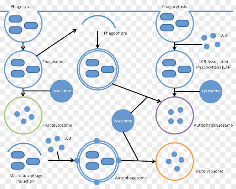 Xenophagy，Autofagia PNG