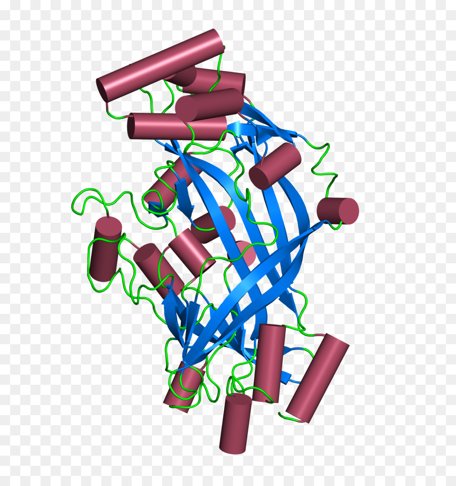 Proteína，Celúla PNG