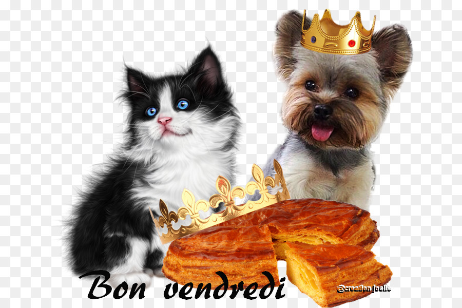 Gatito，Yorkshire Terrier PNG